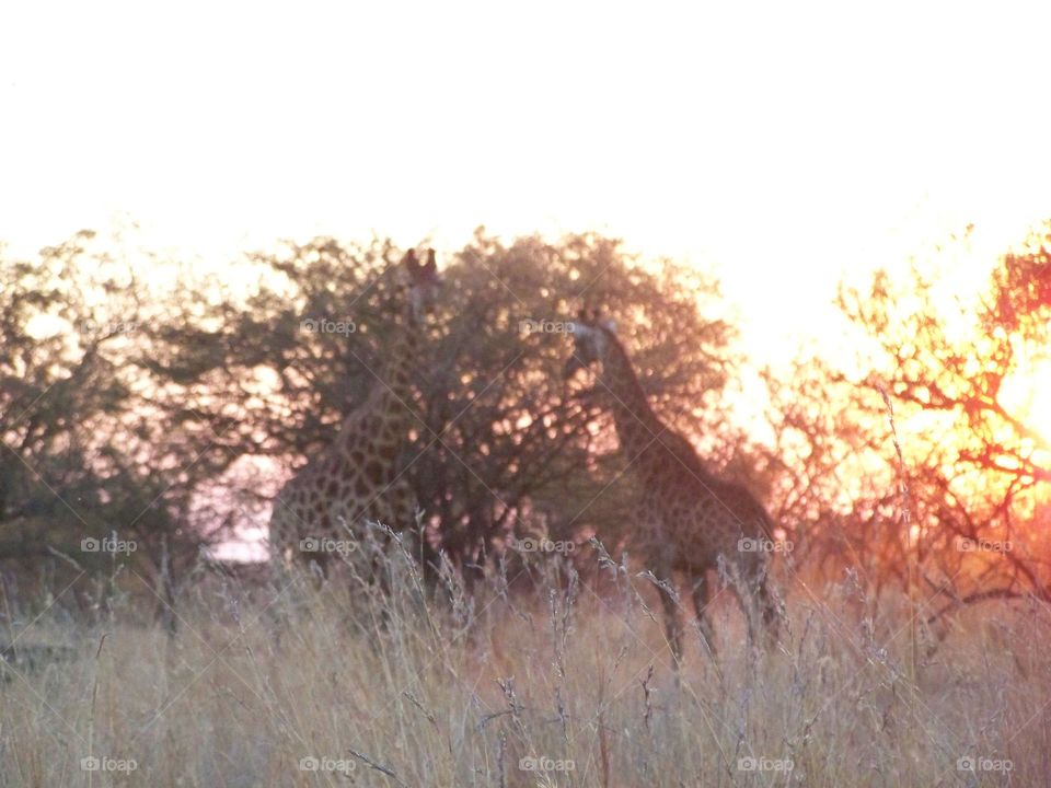 Giraffes in bush