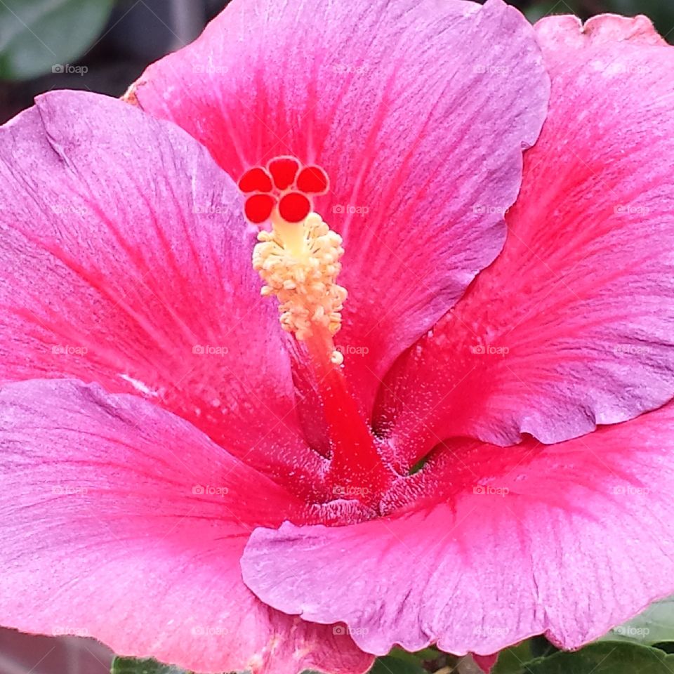 Hibiscus Glow