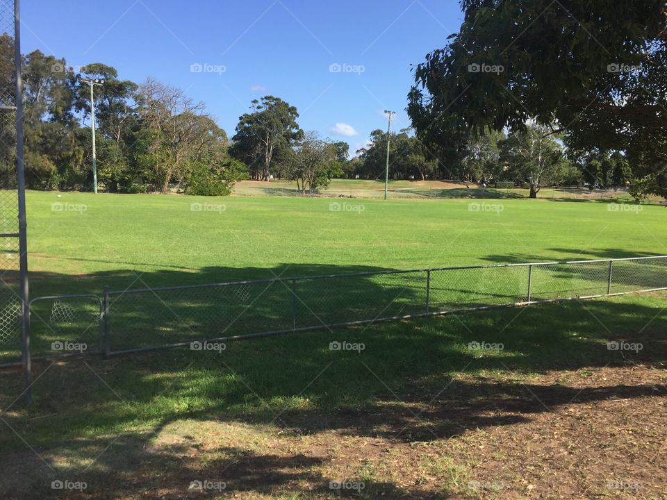 Field with green grass and lots of trees