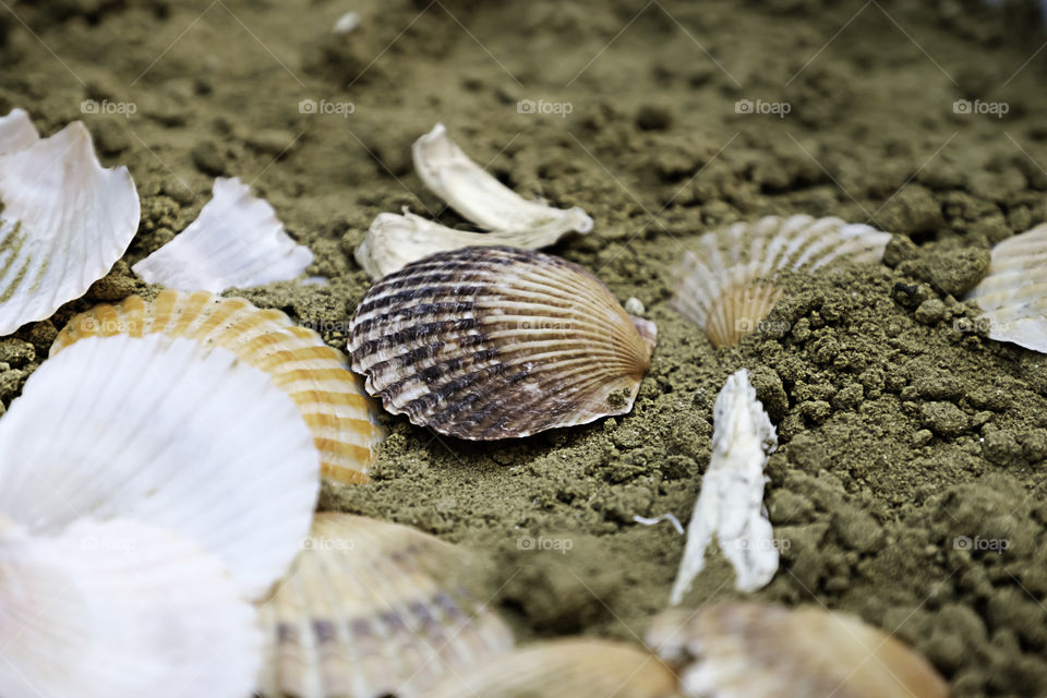 close-up of seashells