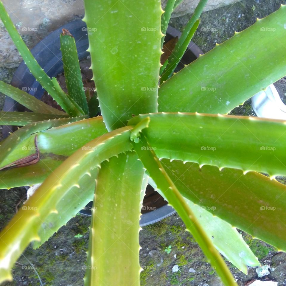 Green plant on the park