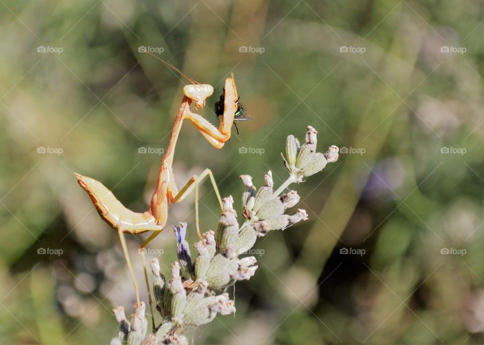 nature of a praying mantis eating a fly on a flower.