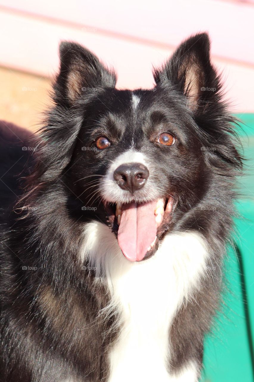 Border Collie Sheep Dog