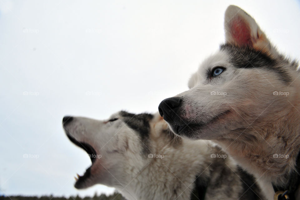 two husky dogs waiting for departure 