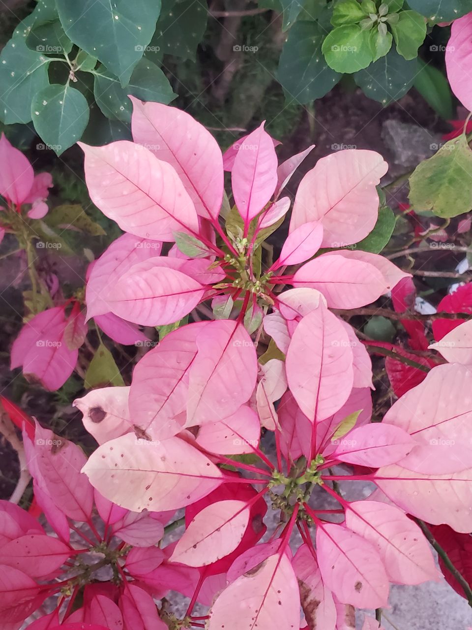 beautiful poisenttia