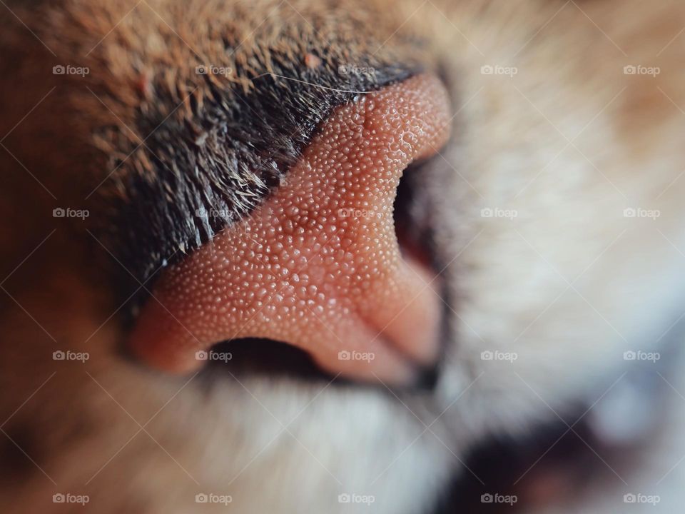 Macro of cat nose
