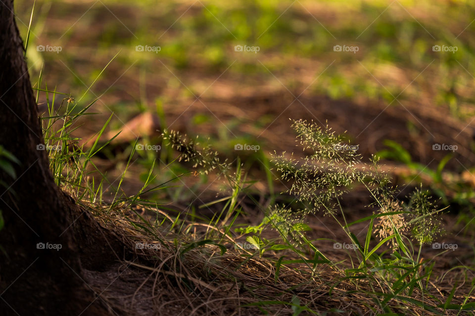 Grass growing on field