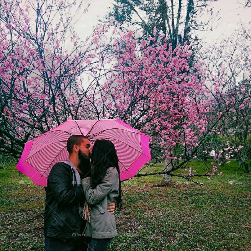 Pink kiss under the pink tree