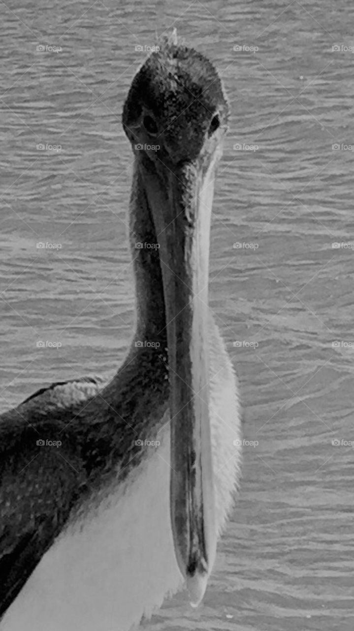 Close up of a pelican in black and white