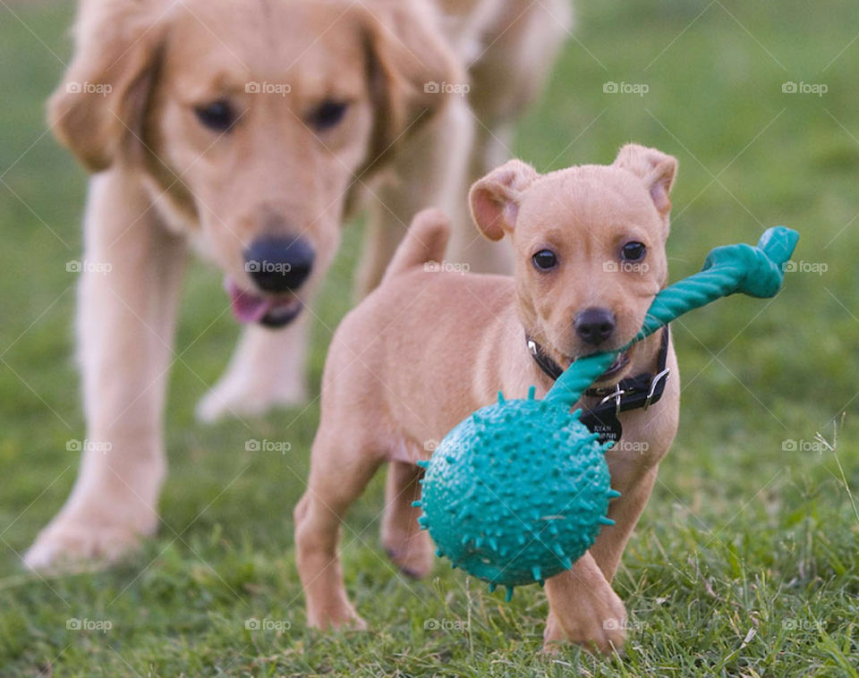A small puppy takes the toy of a larger dog who follows just behind.