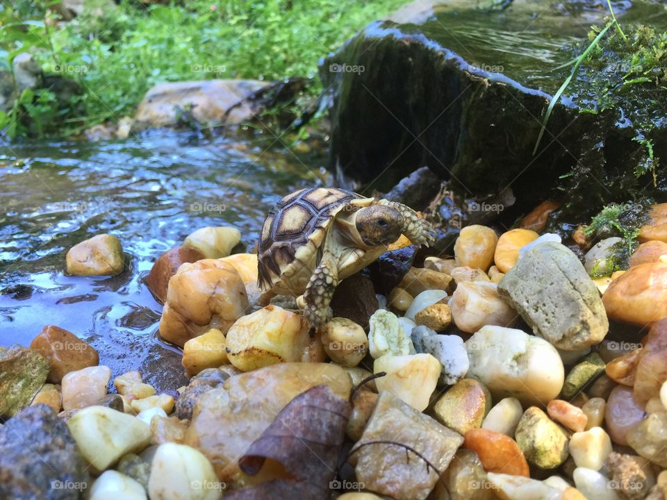 Baby turtle on rocks in stream Sulcata tortoise outside in nature