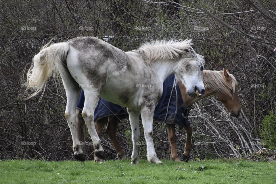 Majestic Horses Not Happy