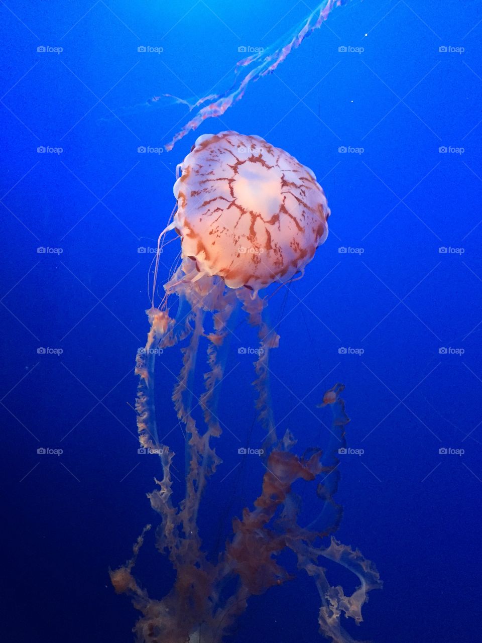 Jellyfish center stage 