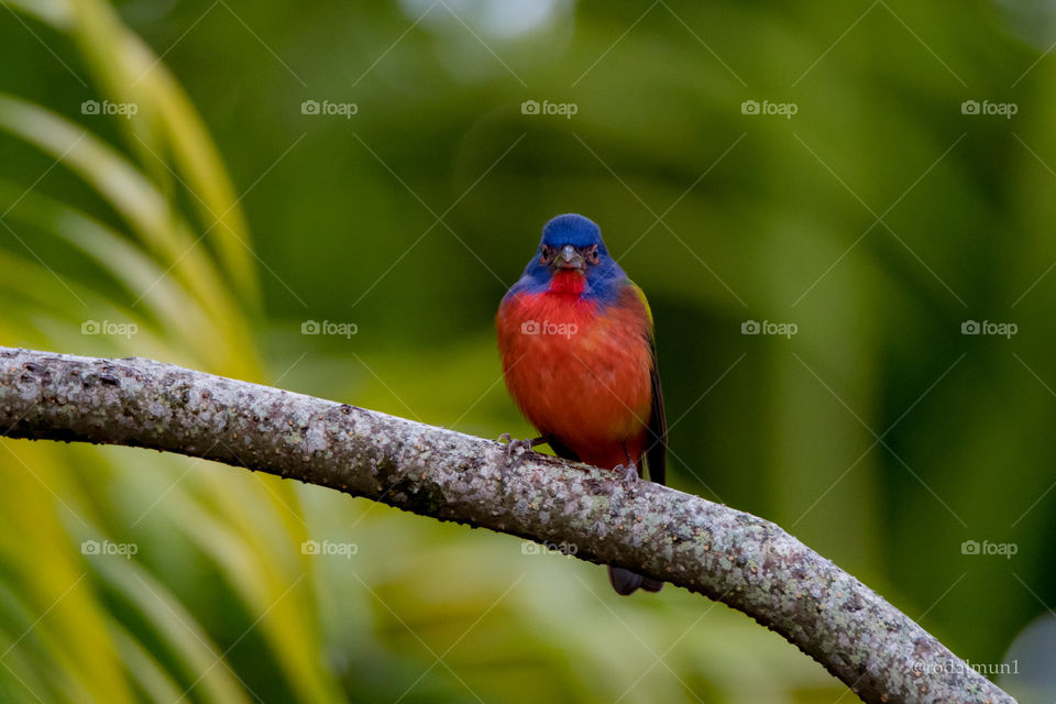 Painted Bunting