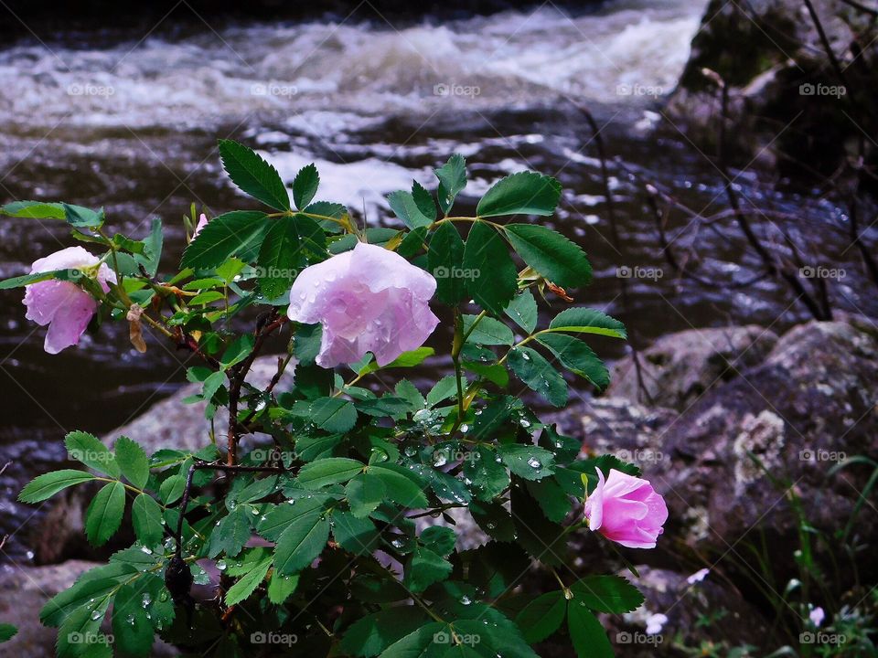 Lone Flowers by A Riverbank
