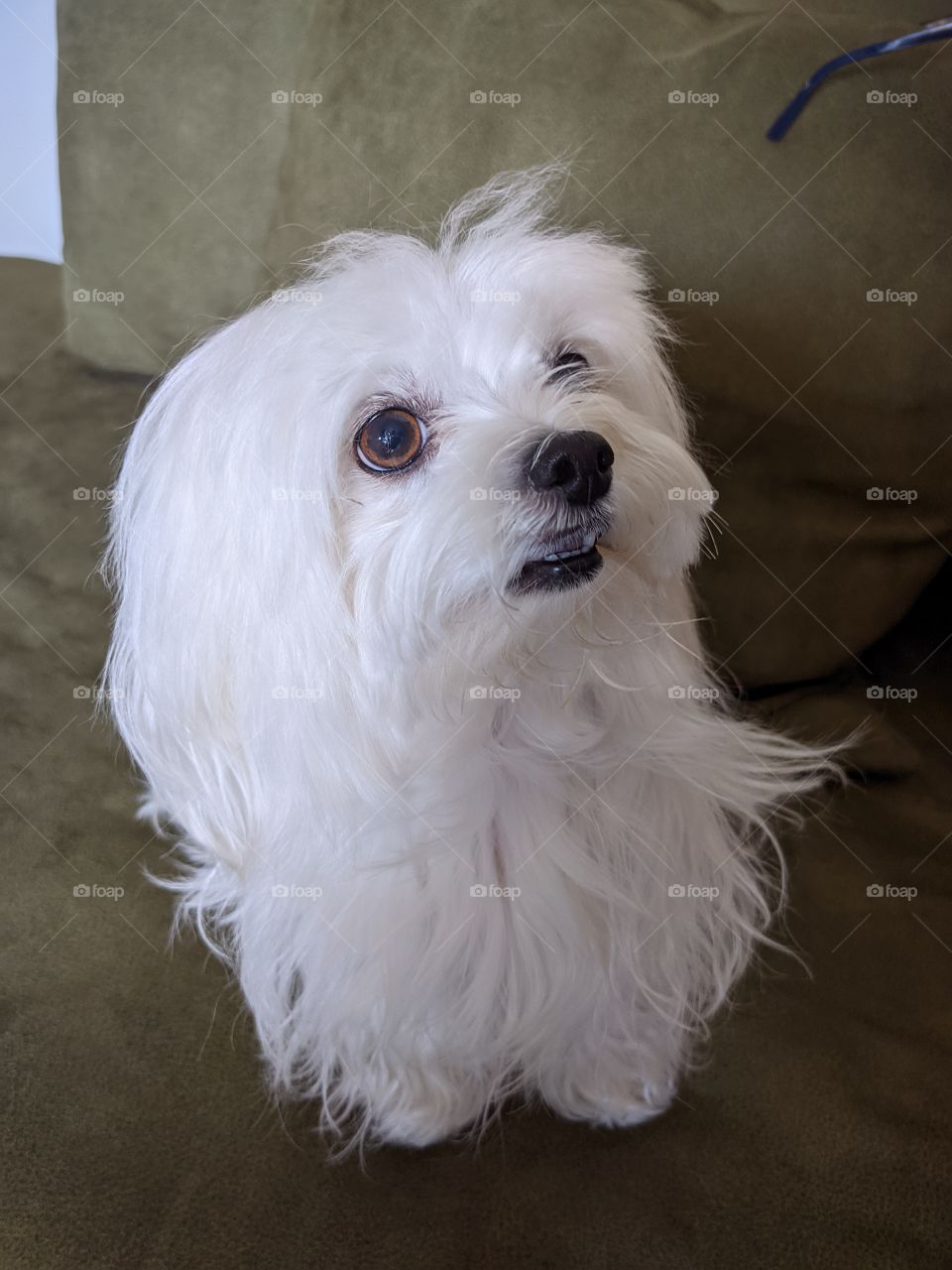 Lady Lacy Maltese