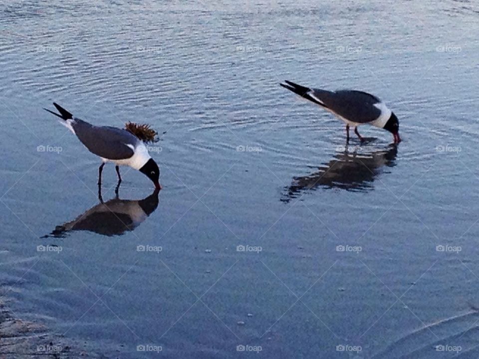 Birds in the water 