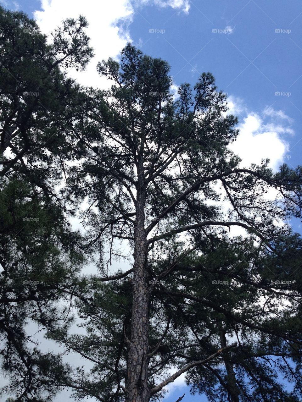 Tall pine