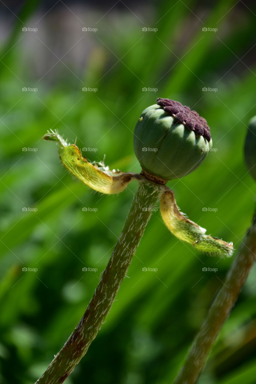 Poppy seed head