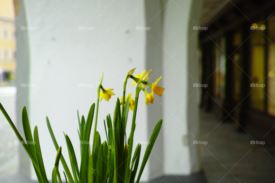 No Person, Nature, Easter, Blur, Flower