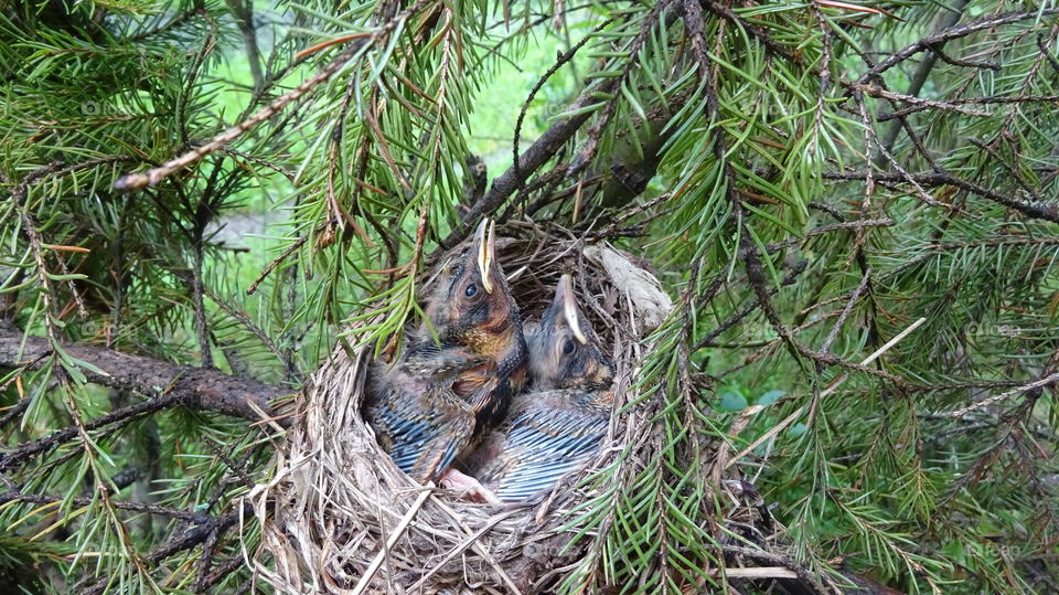 the chicks are growing quickly, the skin is covered with feathers and opened eyes