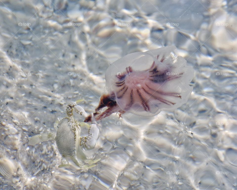 Battle crab vs jellyfish 