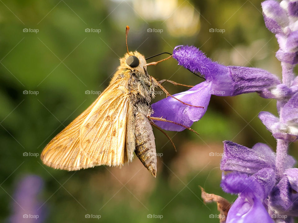 Fiery skipper butterfly ( Hylephila phyleus )