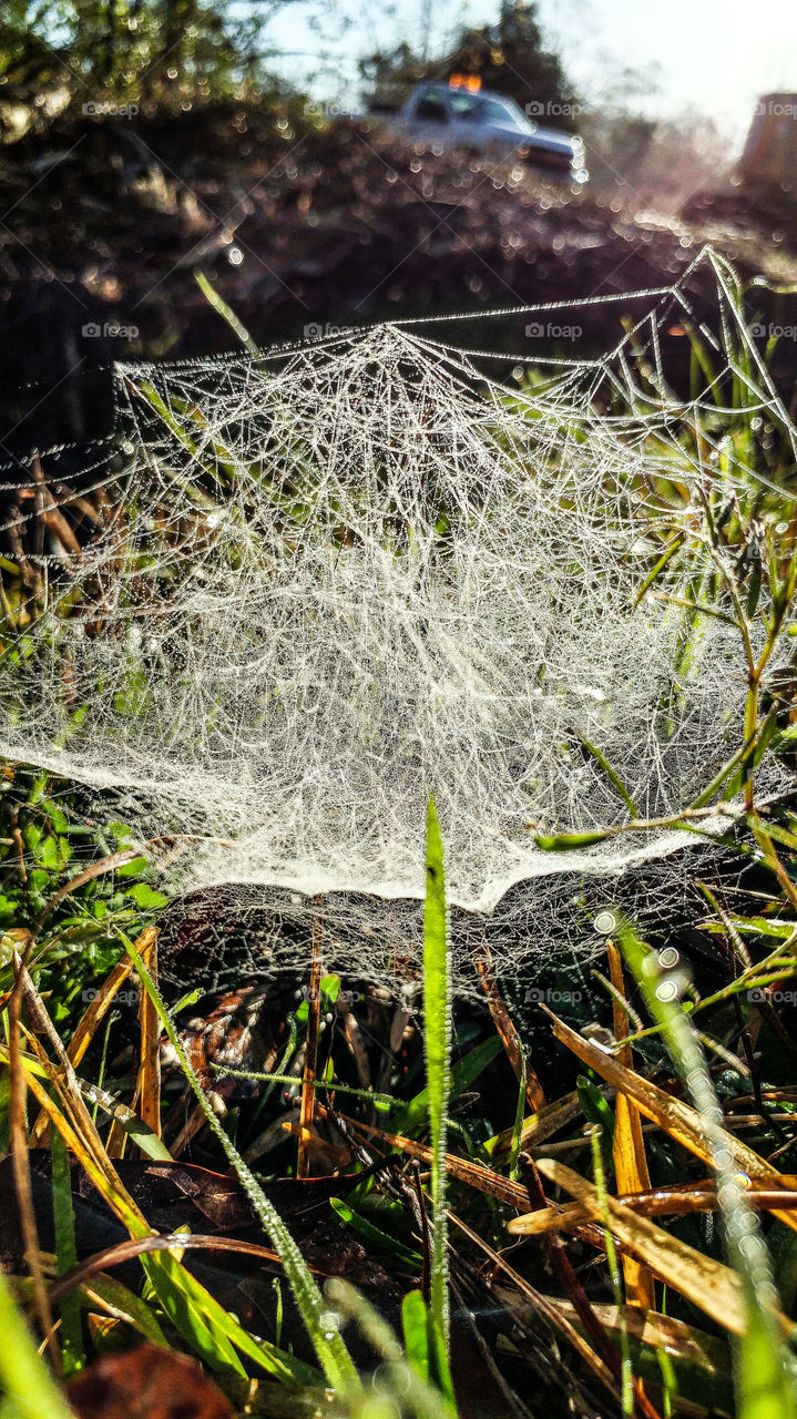 spider web