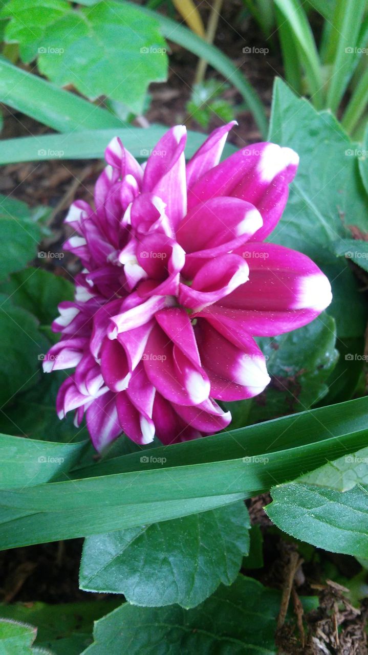 flower power summer time