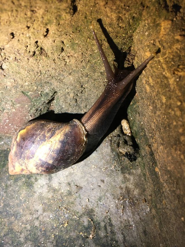 Snail 