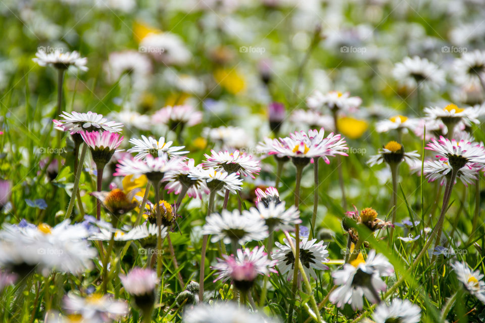 A Glade of Daisies in Spring