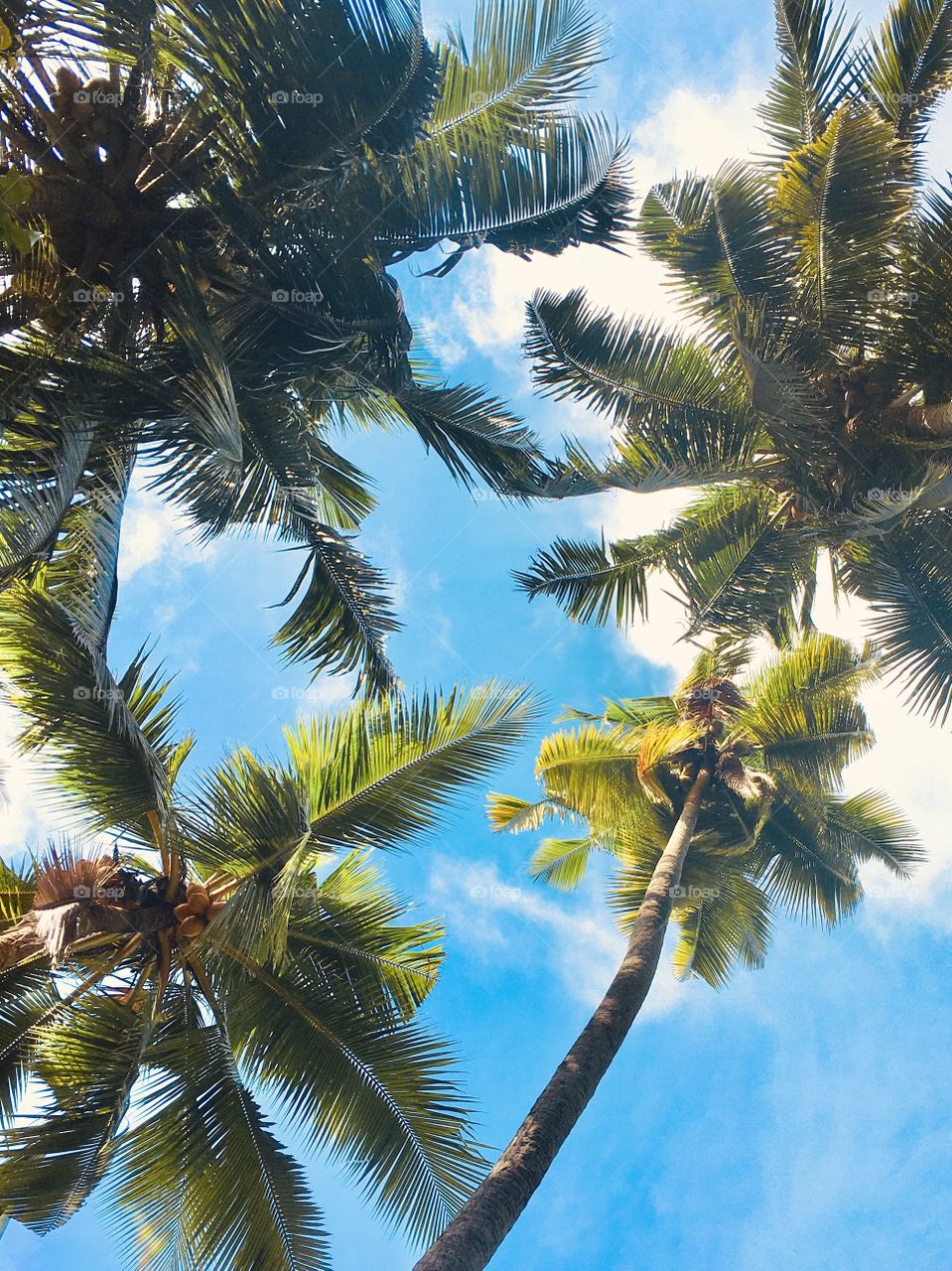 gang of coconut trees