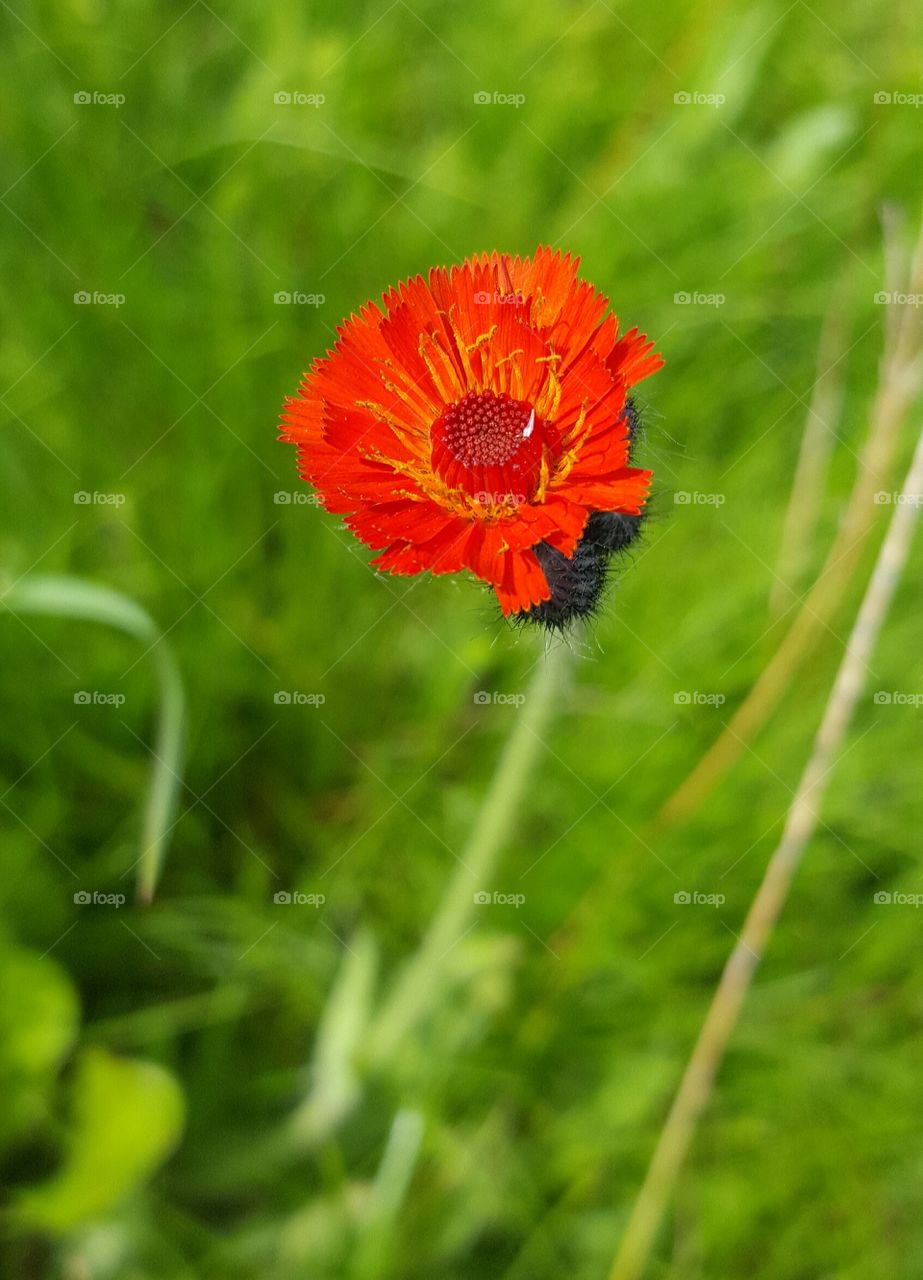 field of wildflower