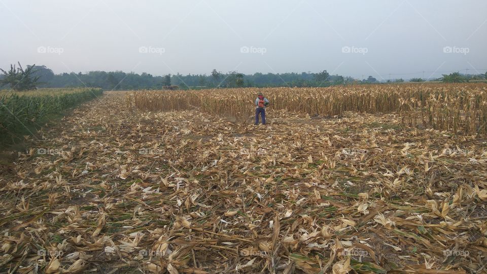 corn crop after harvest