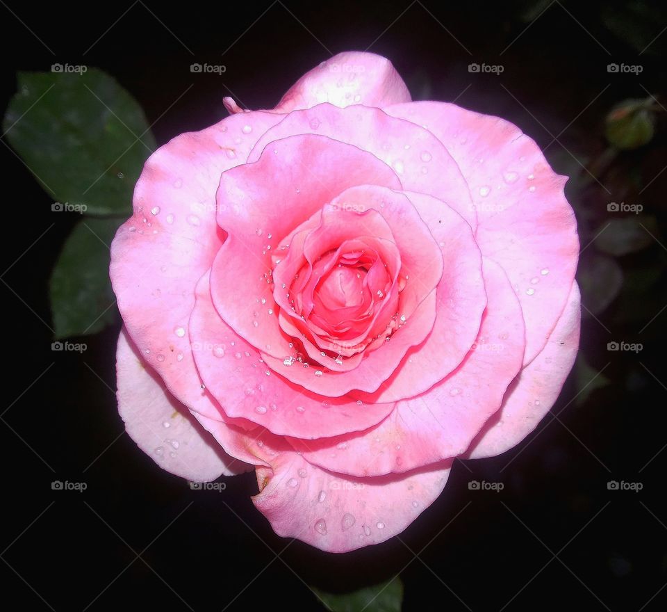 Pink Rose with Fuchsia, hot pink,watermelon pink, cerise pink, baby pink blooming love and smile in full glory, as many as folds of layer it hold graced by drizzling from the heaven above.