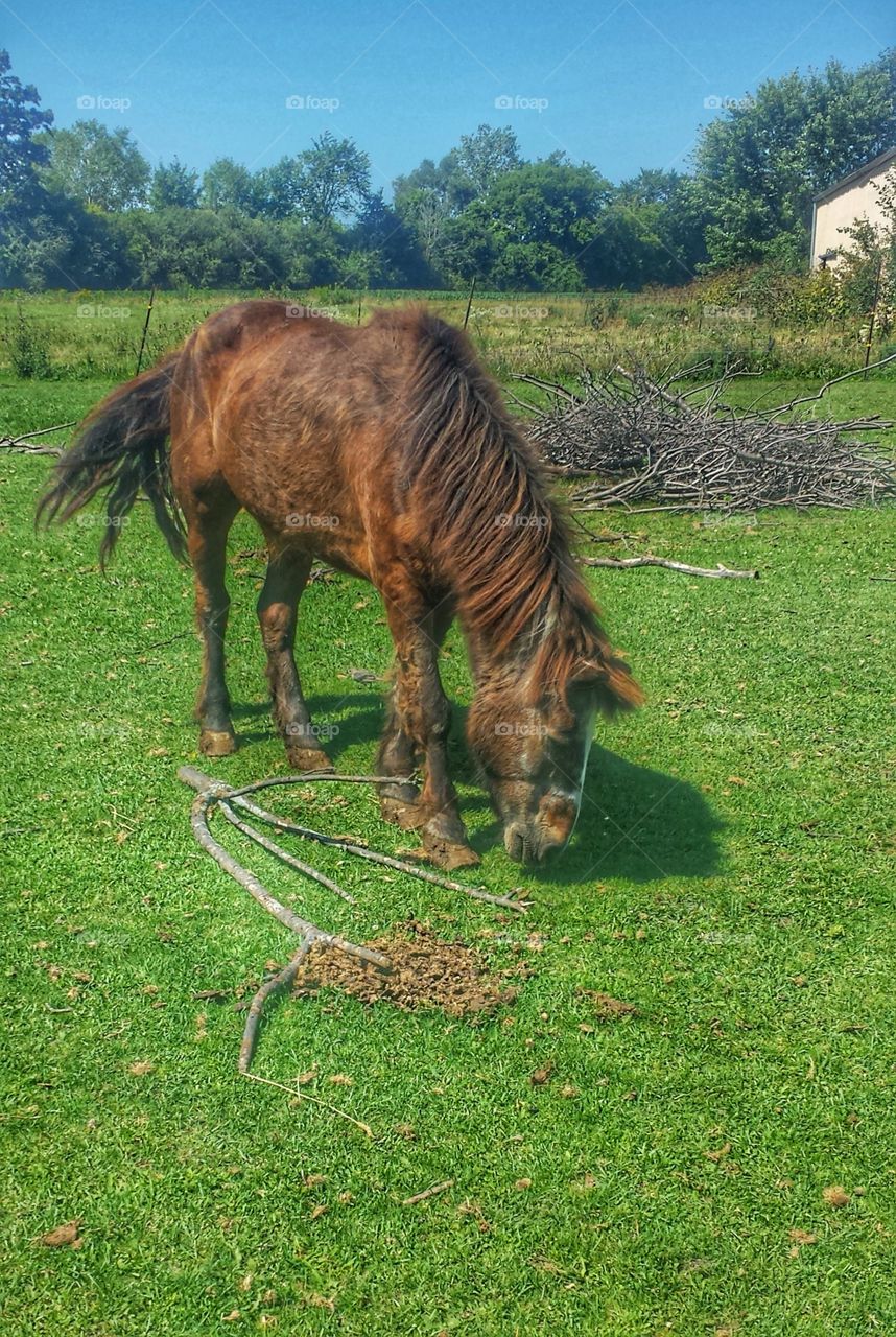 Horse on a Farm