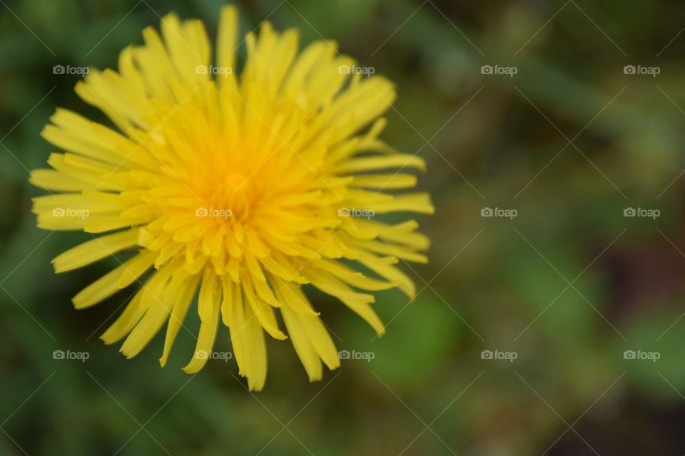 Taraxacum