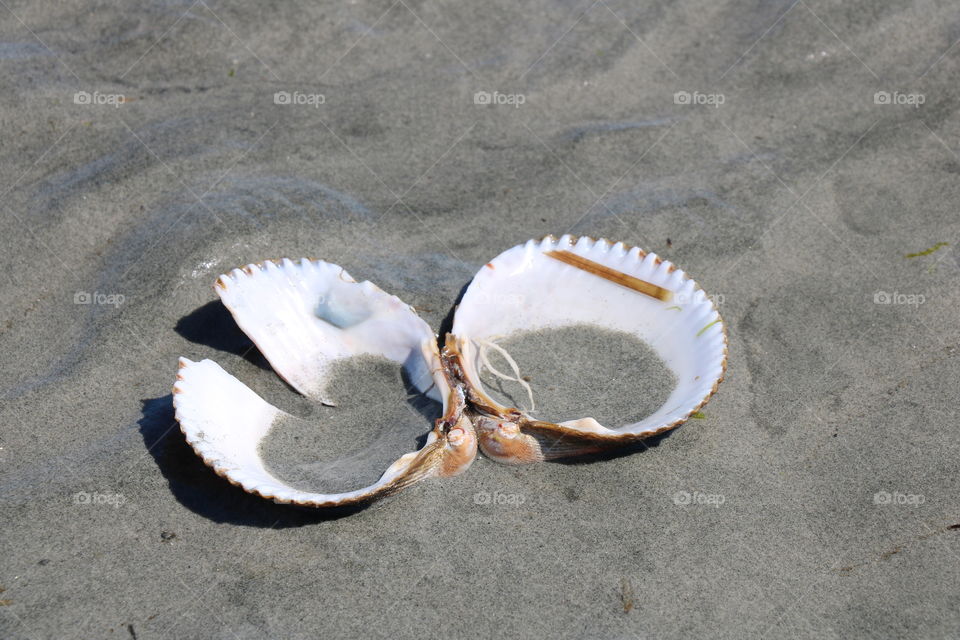 Seashells 