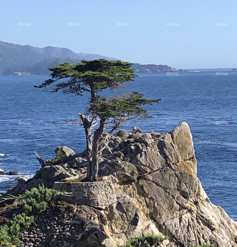 Alone Tree on top of Rock