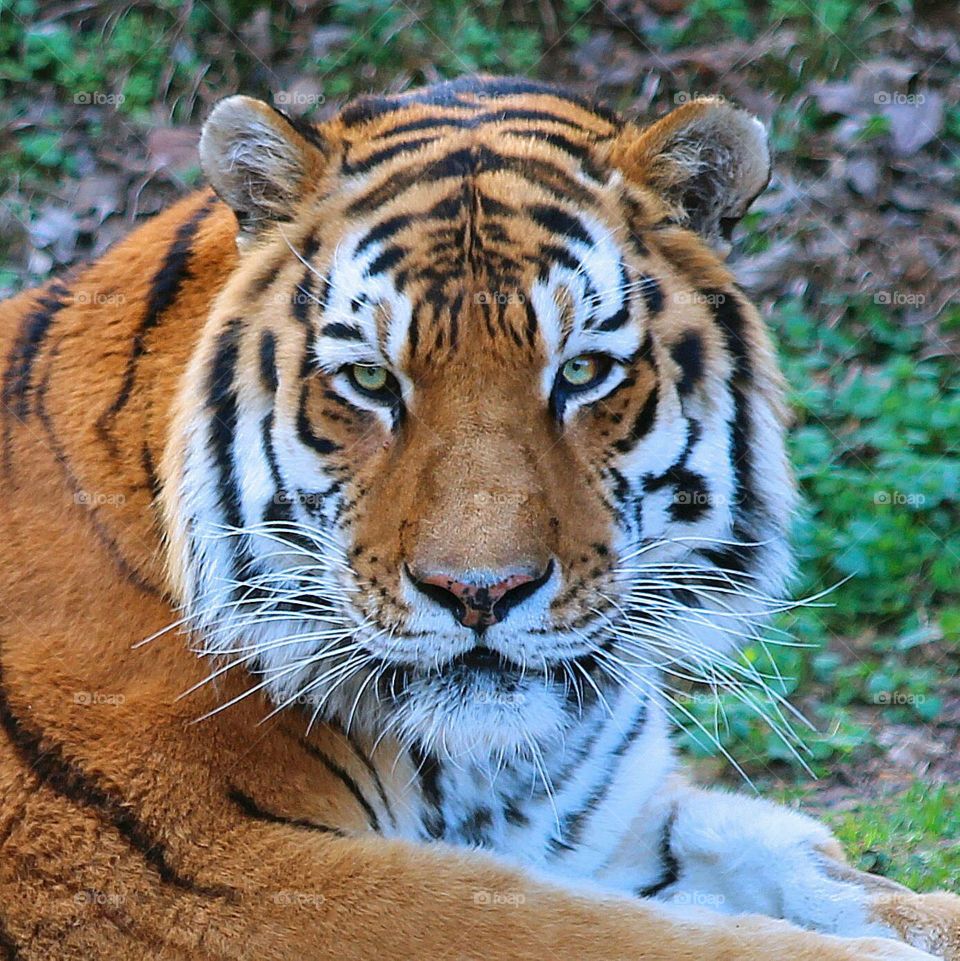 Siberian tiger's portrait
