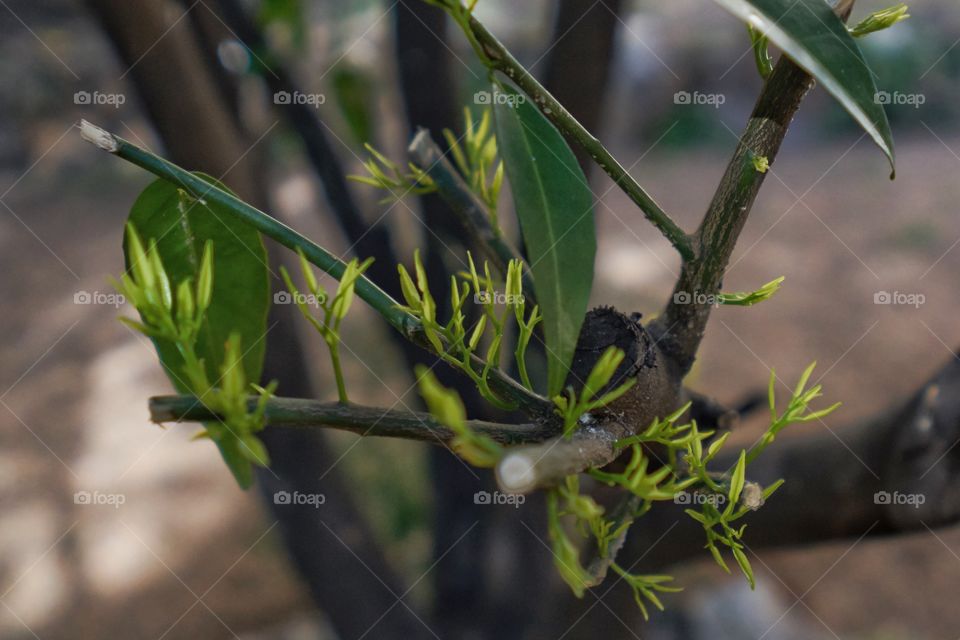 Branch with new leaves growing