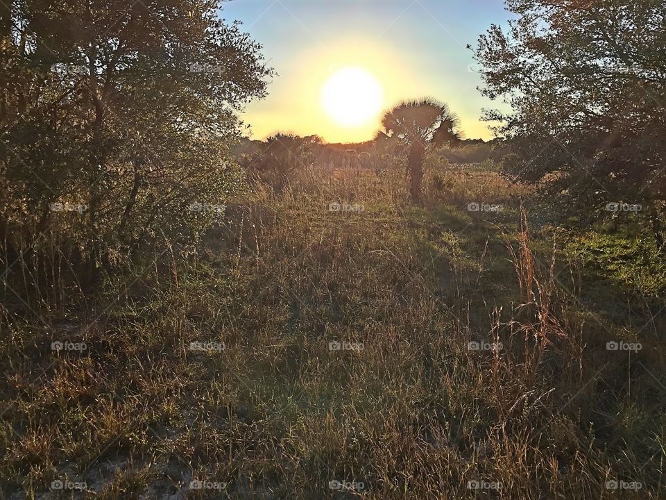 Golden sunset in the forest 