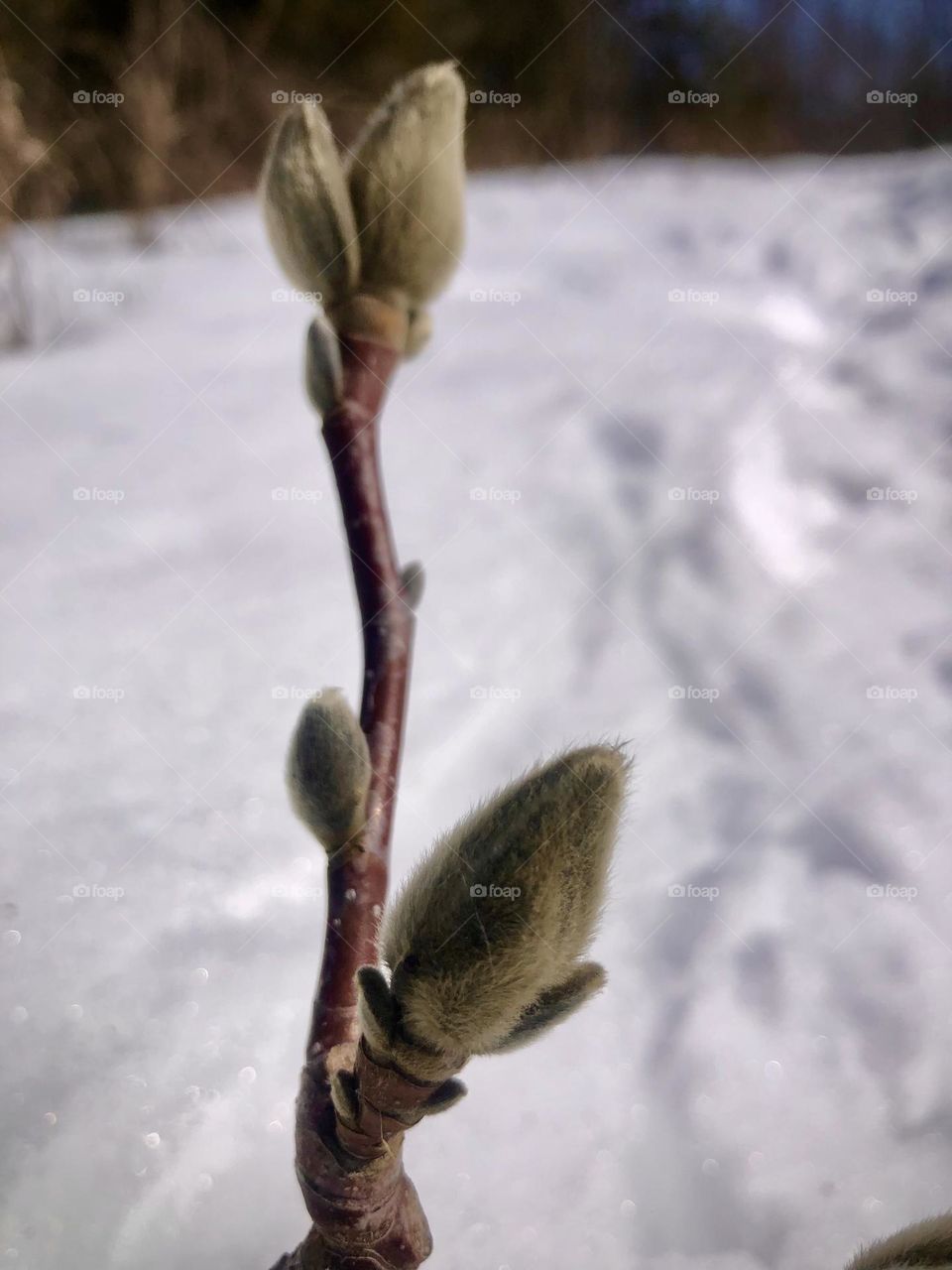 Nice budding