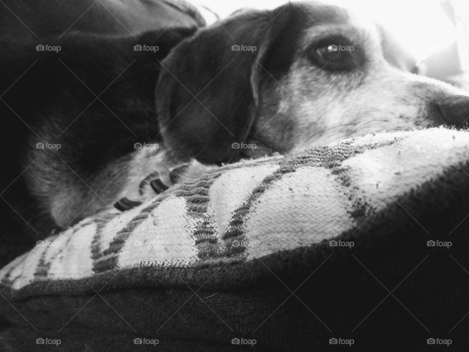 Beagle laying on pillow.