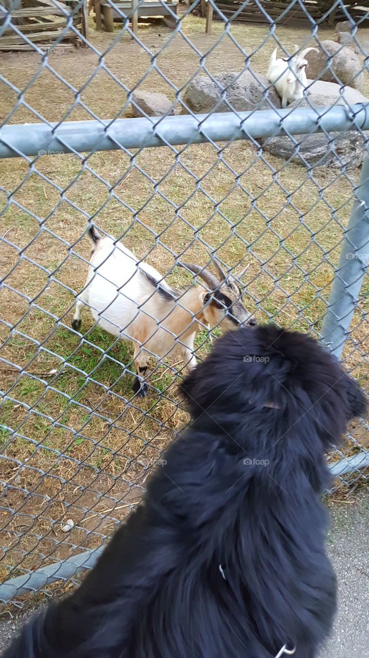 No Person, Animal, Fence, Mammal, Cage