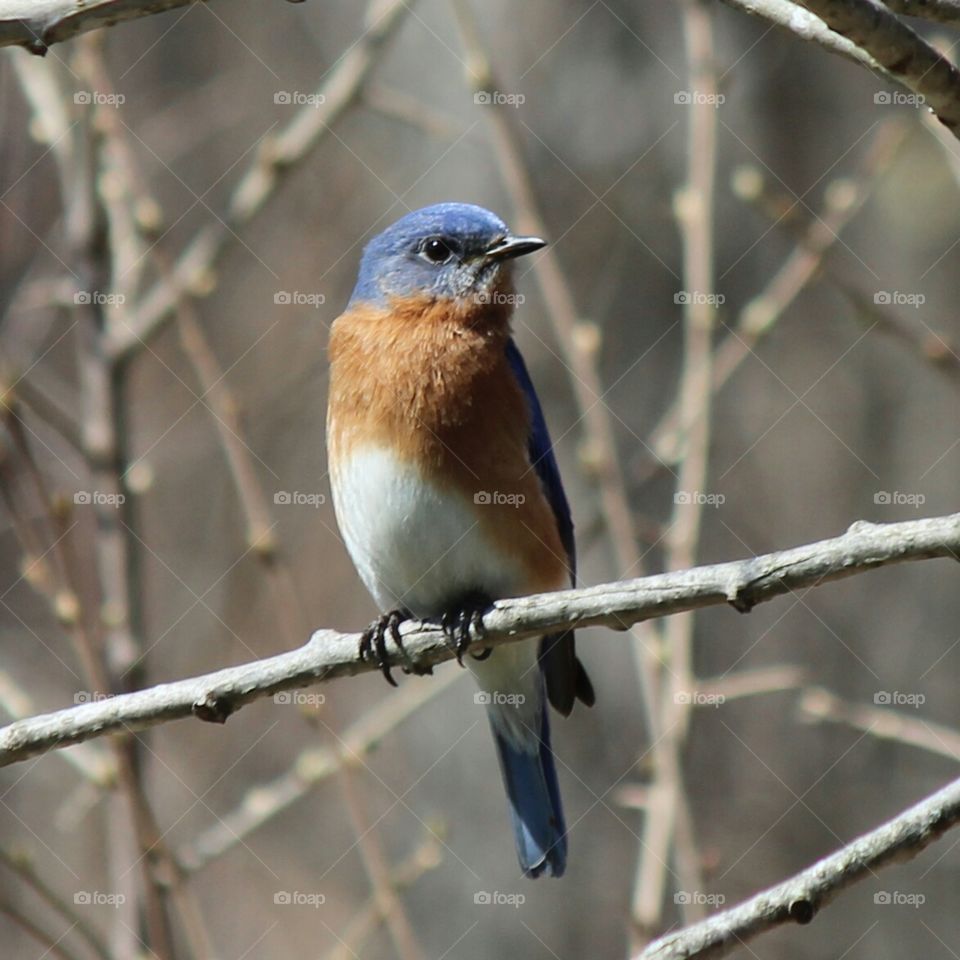 singing the blues. bluebird
