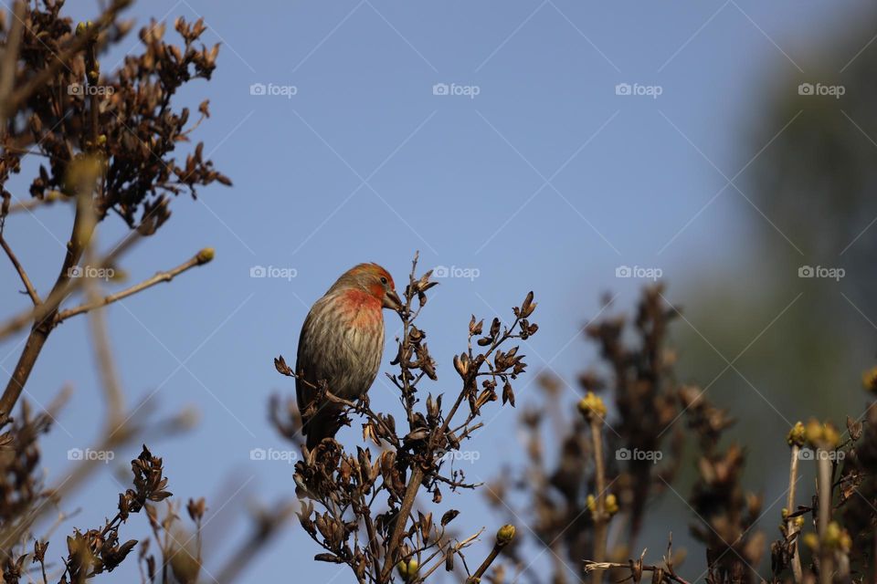 House finch one of common birds on west coast 