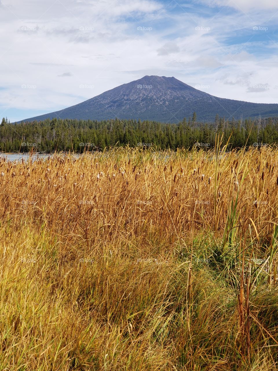Mt. Bachelor in Oregon’s Cascade Mountain Range overlooks Lava Lake and the reeds along its shores in their fall colors of yellow and orange in the Deschutes National Forest on a sunny autumn day.