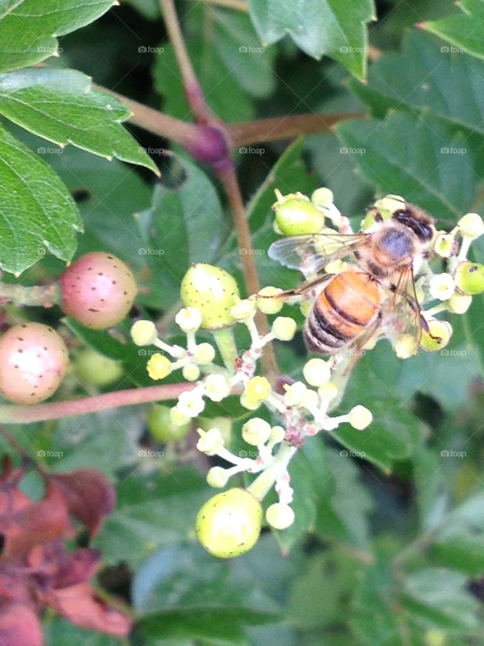 Honey bee at work