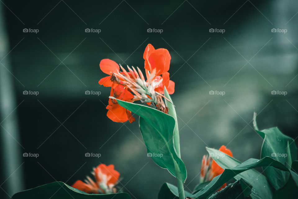 Flower in the garden